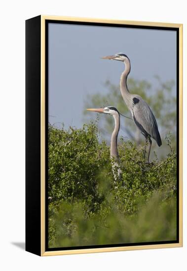 Great Blue Heron (Ardea Herodias) Bird, Pair in Habitat, Texas, USA-Larry Ditto-Framed Premier Image Canvas