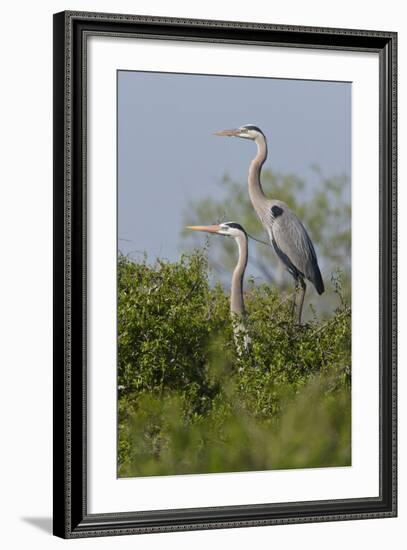 Great Blue Heron (Ardea Herodias) Bird, Pair in Habitat, Texas, USA-Larry Ditto-Framed Photographic Print