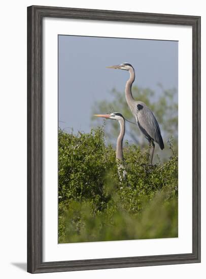 Great Blue Heron (Ardea Herodias) Bird, Pair in Habitat, Texas, USA-Larry Ditto-Framed Photographic Print
