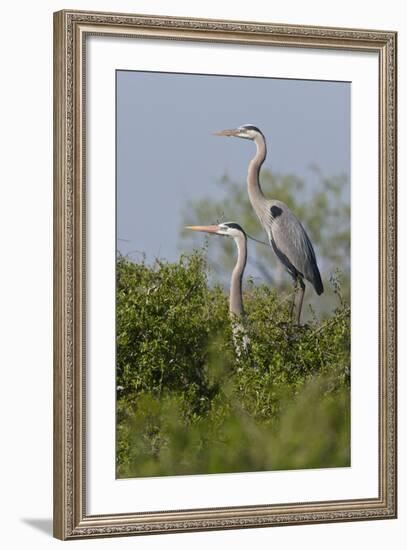 Great Blue Heron (Ardea Herodias) Bird, Pair in Habitat, Texas, USA-Larry Ditto-Framed Photographic Print