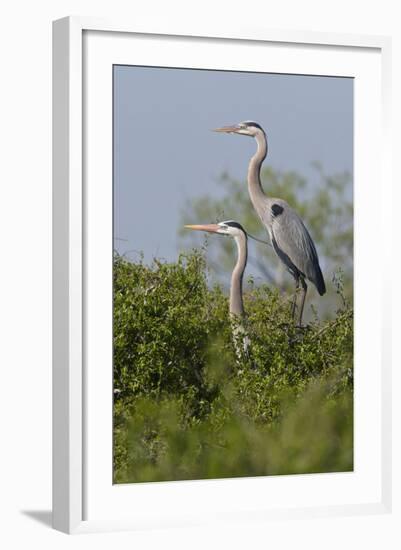 Great Blue Heron (Ardea Herodias) Bird, Pair in Habitat, Texas, USA-Larry Ditto-Framed Photographic Print