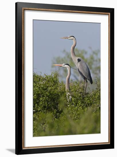 Great Blue Heron (Ardea Herodias) Bird, Pair in Habitat, Texas, USA-Larry Ditto-Framed Photographic Print