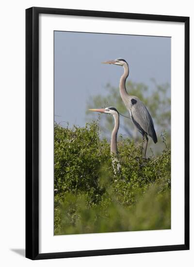 Great Blue Heron (Ardea Herodias) Bird, Pair in Habitat, Texas, USA-Larry Ditto-Framed Photographic Print