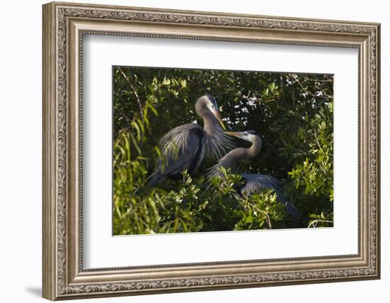 Great Blue Heron (Ardea Herodias) Bird, Pair in Habitat, Texas, USA-Larry Ditto-Framed Photographic Print