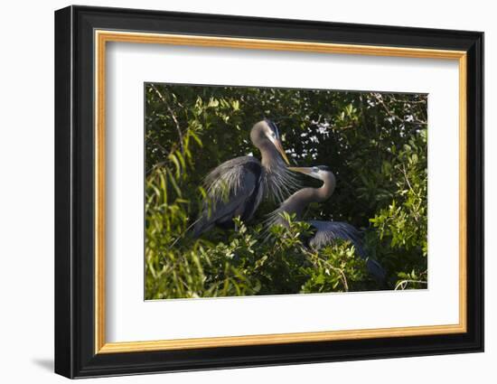 Great Blue Heron (Ardea Herodias) Bird, Pair in Habitat, Texas, USA-Larry Ditto-Framed Photographic Print