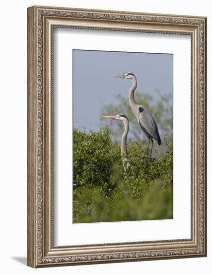 Great Blue Heron (Ardea Herodias) Bird, Pair in Habitat, Texas, USA-Larry Ditto-Framed Photographic Print