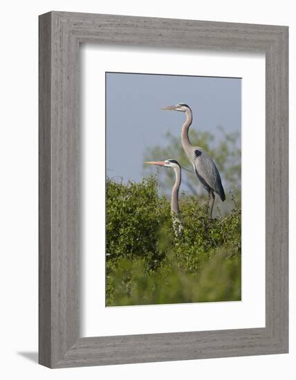 Great Blue Heron (Ardea Herodias) Bird, Pair in Habitat, Texas, USA-Larry Ditto-Framed Photographic Print