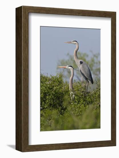 Great Blue Heron (Ardea Herodias) Bird, Pair in Habitat, Texas, USA-Larry Ditto-Framed Photographic Print