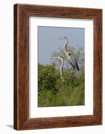 Great Blue Heron (Ardea Herodias) Bird, Pair in Habitat, Texas, USA-Larry Ditto-Framed Photographic Print