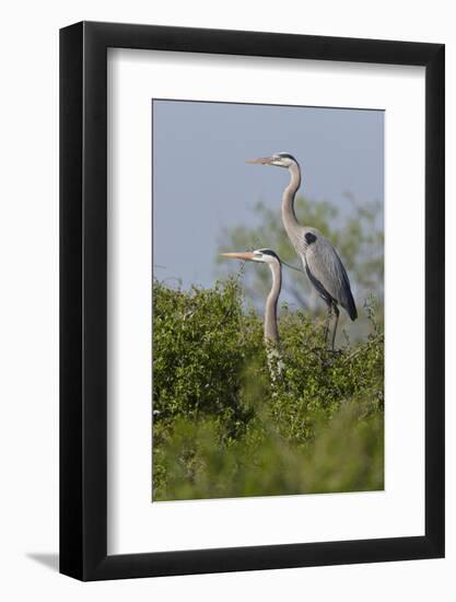 Great Blue Heron (Ardea Herodias) Bird, Pair in Habitat, Texas, USA-Larry Ditto-Framed Photographic Print