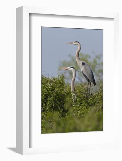 Great Blue Heron (Ardea Herodias) Bird, Pair in Habitat, Texas, USA-Larry Ditto-Framed Photographic Print