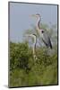 Great Blue Heron (Ardea Herodias) Bird, Pair in Habitat, Texas, USA-Larry Ditto-Mounted Photographic Print