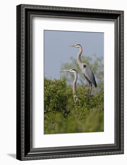 Great Blue Heron (Ardea Herodias) Bird, Pair in Habitat, Texas, USA-Larry Ditto-Framed Photographic Print