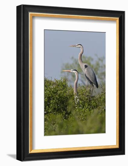 Great Blue Heron (Ardea Herodias) Bird, Pair in Habitat, Texas, USA-Larry Ditto-Framed Photographic Print