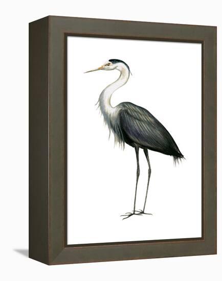 Great Blue Heron (Ardea Herodias), Birds-Encyclopaedia Britannica-Framed Stretched Canvas