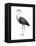 Great Blue Heron (Ardea Herodias), Birds-Encyclopaedia Britannica-Framed Stretched Canvas