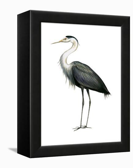 Great Blue Heron (Ardea Herodias), Birds-Encyclopaedia Britannica-Framed Stretched Canvas