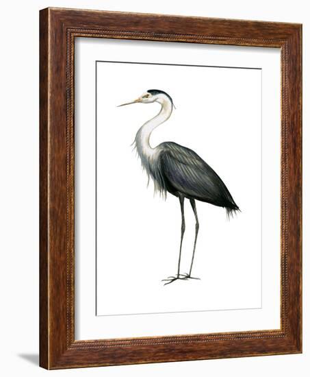 Great Blue Heron (Ardea Herodias), Birds-Encyclopaedia Britannica-Framed Art Print