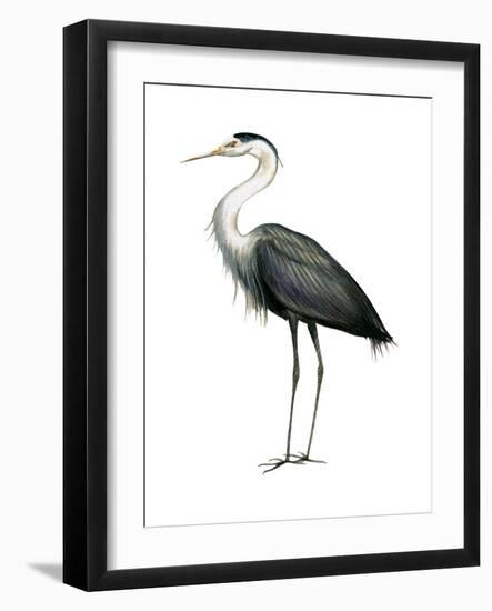 Great Blue Heron (Ardea Herodias), Birds-Encyclopaedia Britannica-Framed Art Print