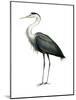 Great Blue Heron (Ardea Herodias), Birds-Encyclopaedia Britannica-Mounted Art Print