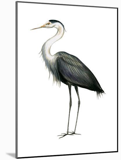 Great Blue Heron (Ardea Herodias), Birds-Encyclopaedia Britannica-Mounted Art Print