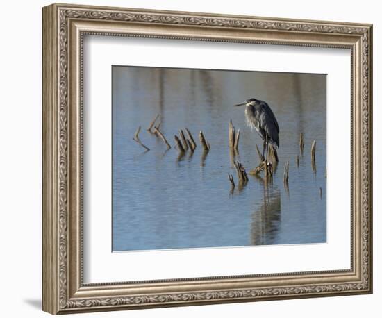 Great blue heron, Ardea Herodias, Bosque del Apache NWR, New Mexico-Maresa Pryor-Framed Photographic Print