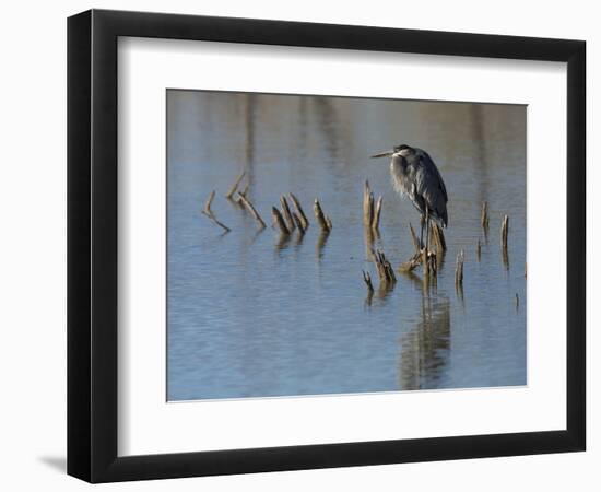 Great blue heron, Ardea Herodias, Bosque del Apache NWR, New Mexico-Maresa Pryor-Framed Photographic Print