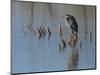 Great blue heron, Ardea Herodias, Bosque del Apache NWR, New Mexico-Maresa Pryor-Mounted Photographic Print