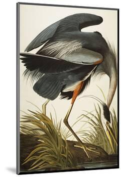 Great Blue Heron (Ardea Herodias), Plate Ccxi, from 'The Birds of America'-John James Audubon-Mounted Premium Giclee Print