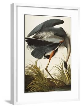 Great Blue Heron (Ardea Herodias), Plate Ccxi, from 'The Birds of America'-John James Audubon-Framed Giclee Print