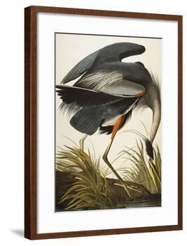 Great Blue Heron (Ardea Herodias), Plate Ccxi, from 'The Birds of America'-John James Audubon-Framed Giclee Print