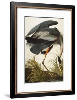 Great Blue Heron (Ardea Herodias), Plate Ccxi, from 'The Birds of America'-John James Audubon-Framed Giclee Print