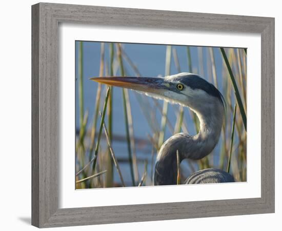 Great Blue Heron, Ardea Herodias, Viera Wetlands, Florida, Usa-Maresa Pryor-Framed Photographic Print