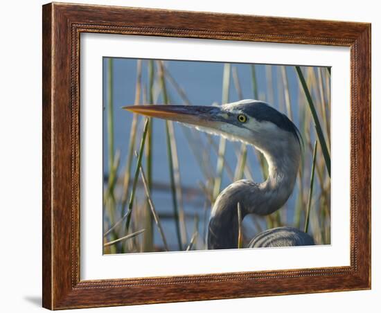 Great Blue Heron, Ardea Herodias, Viera Wetlands, Florida, Usa-Maresa Pryor-Framed Photographic Print