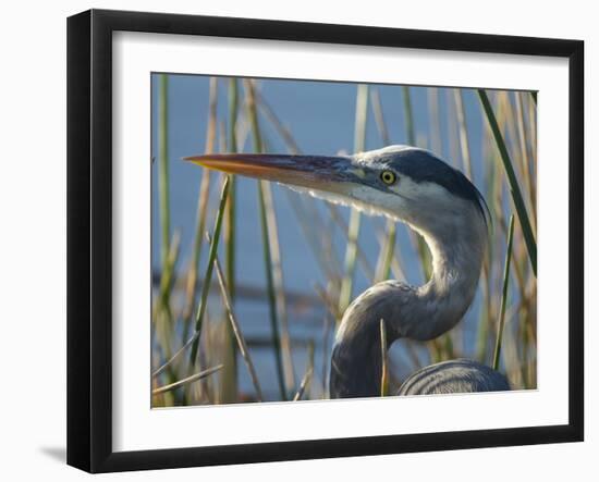 Great Blue Heron, Ardea Herodias, Viera Wetlands, Florida, Usa-Maresa Pryor-Framed Photographic Print