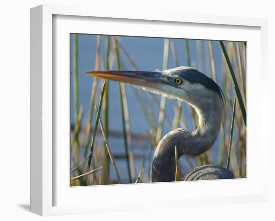 Great Blue Heron, Ardea Herodias, Viera Wetlands, Florida, Usa-Maresa Pryor-Framed Photographic Print