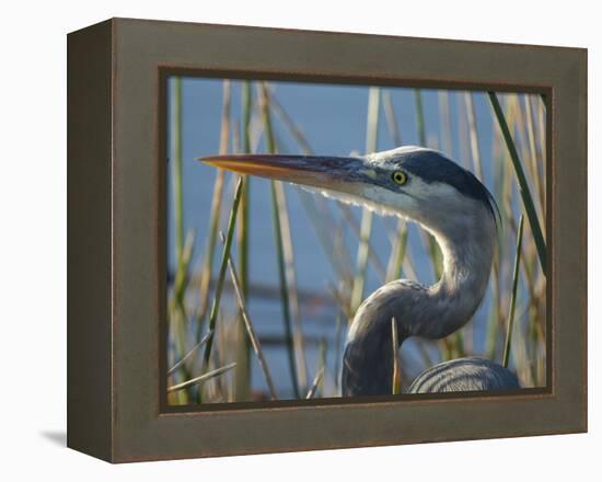 Great Blue Heron, Ardea Herodias, Viera Wetlands, Florida, Usa-Maresa Pryor-Framed Premier Image Canvas