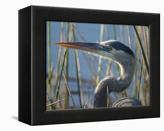 Great Blue Heron, Ardea Herodias, Viera Wetlands, Florida, Usa-Maresa Pryor-Framed Premier Image Canvas