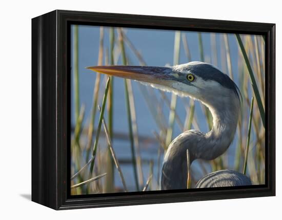 Great Blue Heron, Ardea Herodias, Viera Wetlands, Florida, Usa-Maresa Pryor-Framed Premier Image Canvas