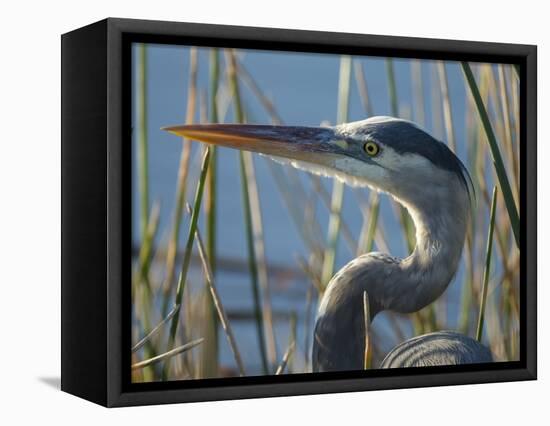 Great Blue Heron, Ardea Herodias, Viera Wetlands, Florida, Usa-Maresa Pryor-Framed Premier Image Canvas