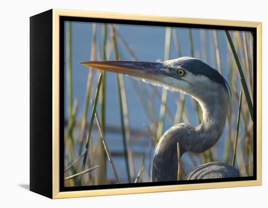 Great Blue Heron, Ardea Herodias, Viera Wetlands, Florida, Usa-Maresa Pryor-Framed Premier Image Canvas