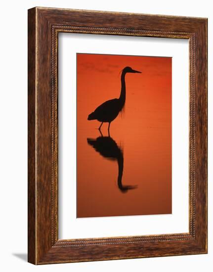 Great Blue Heron at Sunset, J.N. Ding Darling National Wildlife Reserve, Florida-Richard and Susan Day-Framed Photographic Print