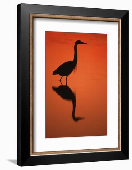 Great Blue Heron at Sunset, J.N. Ding Darling National Wildlife Reserve, Florida-Richard and Susan Day-Framed Photographic Print