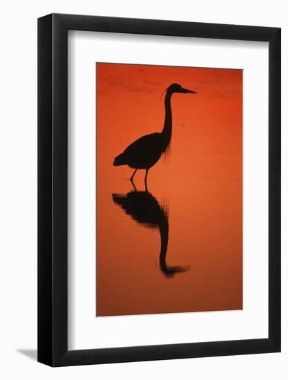 Great Blue Heron at Sunset, J.N. Ding Darling National Wildlife Reserve, Florida-Richard and Susan Day-Framed Photographic Print