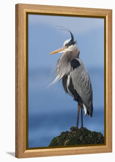 Great Blue Heron, Attempting to Preen on a Windy Day-Ken Archer-Framed Premier Image Canvas