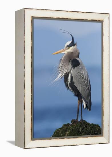 Great Blue Heron, Attempting to Preen on a Windy Day-Ken Archer-Framed Premier Image Canvas