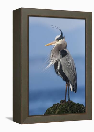 Great Blue Heron, Attempting to Preen on a Windy Day-Ken Archer-Framed Premier Image Canvas