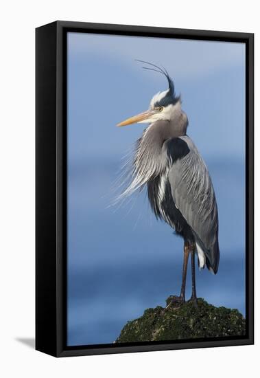 Great Blue Heron, Attempting to Preen on a Windy Day-Ken Archer-Framed Premier Image Canvas
