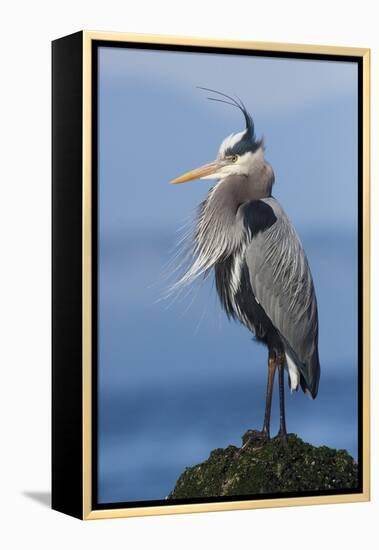 Great Blue Heron, Attempting to Preen on a Windy Day-Ken Archer-Framed Premier Image Canvas