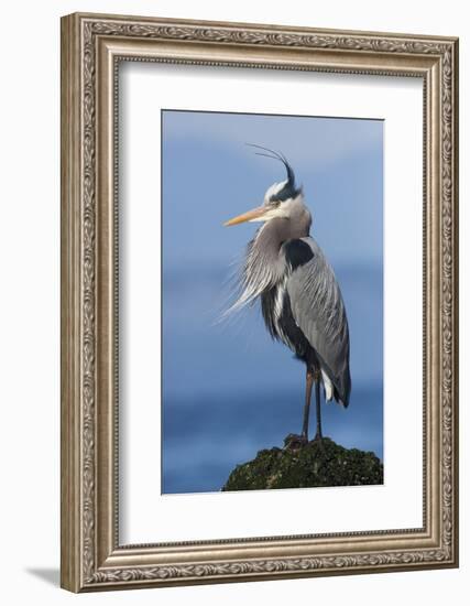 Great Blue Heron, Attempting to Preen on a Windy Day-Ken Archer-Framed Photographic Print